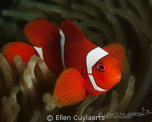 Finally I found a clownfish! by Ellen Cuylaerts 